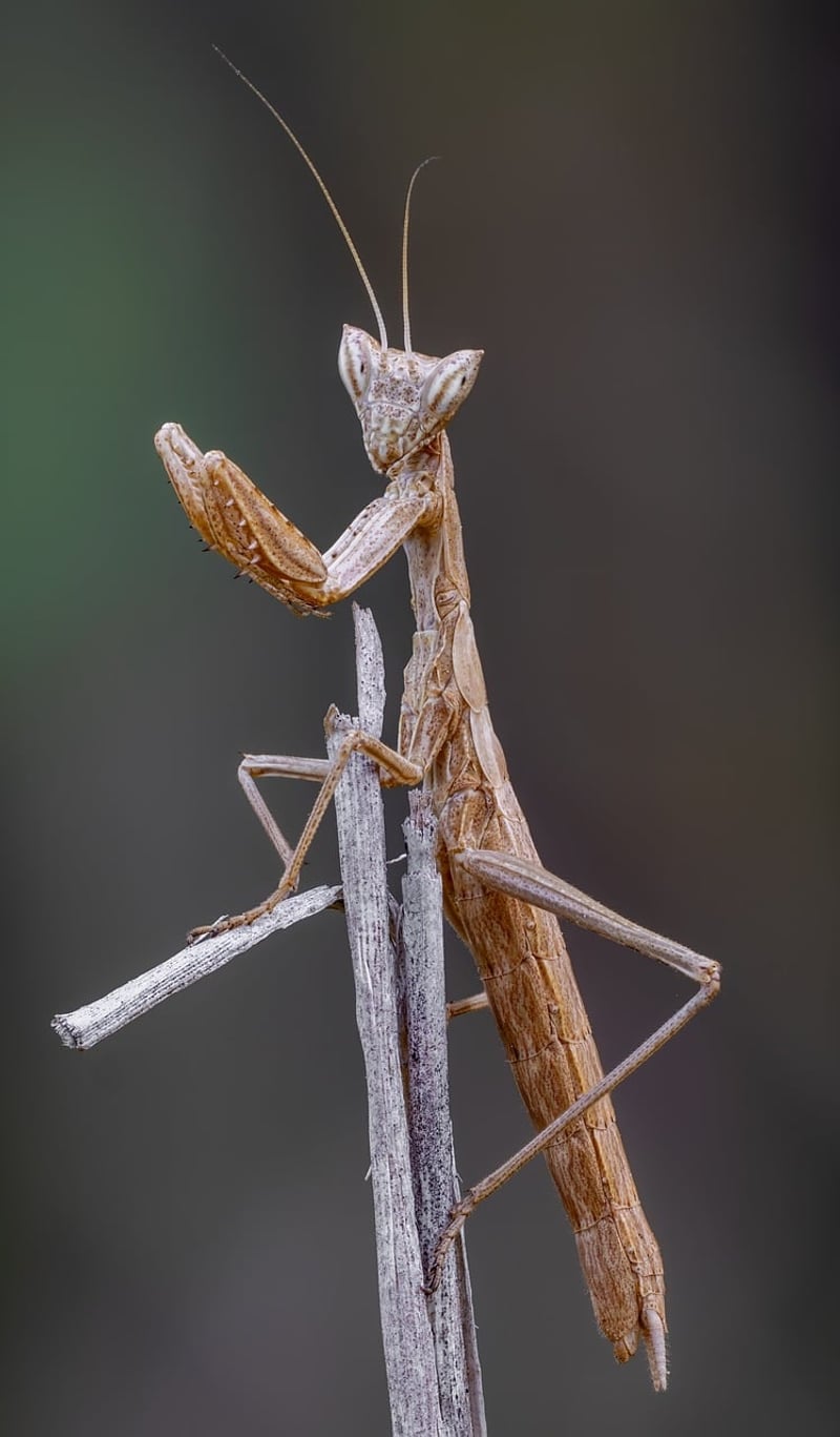 Natural Predators