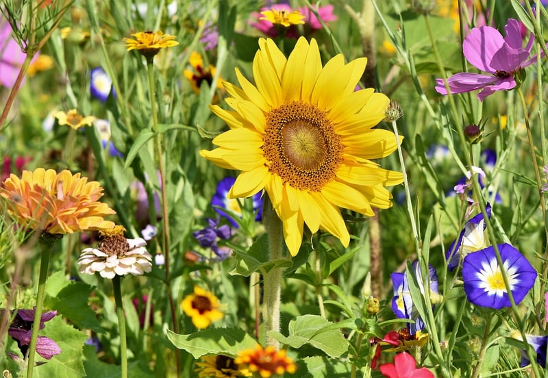 Healthy Soil