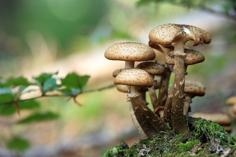 Harvested Mushrooms