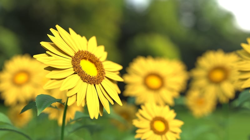 Sunflower Harvesting