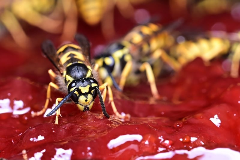 Parasitic Wasp